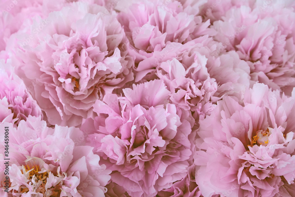 Heap of fresh beautiful pink peony flowers in full bloom.