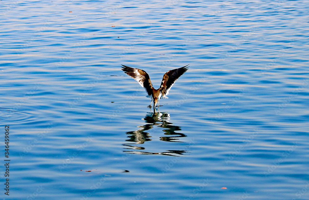 Sooty Gull trying to pick a meal Sooty Gull trying to pick a meal