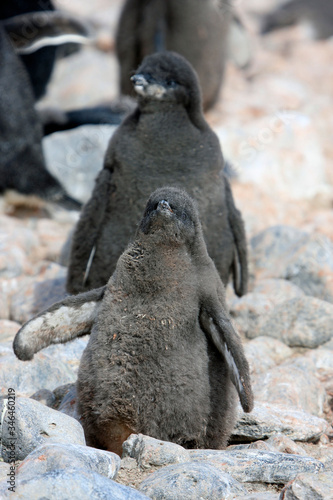 Antarctica Cape Brownbluff Adelie penguin chick close up on a cloudy winter day