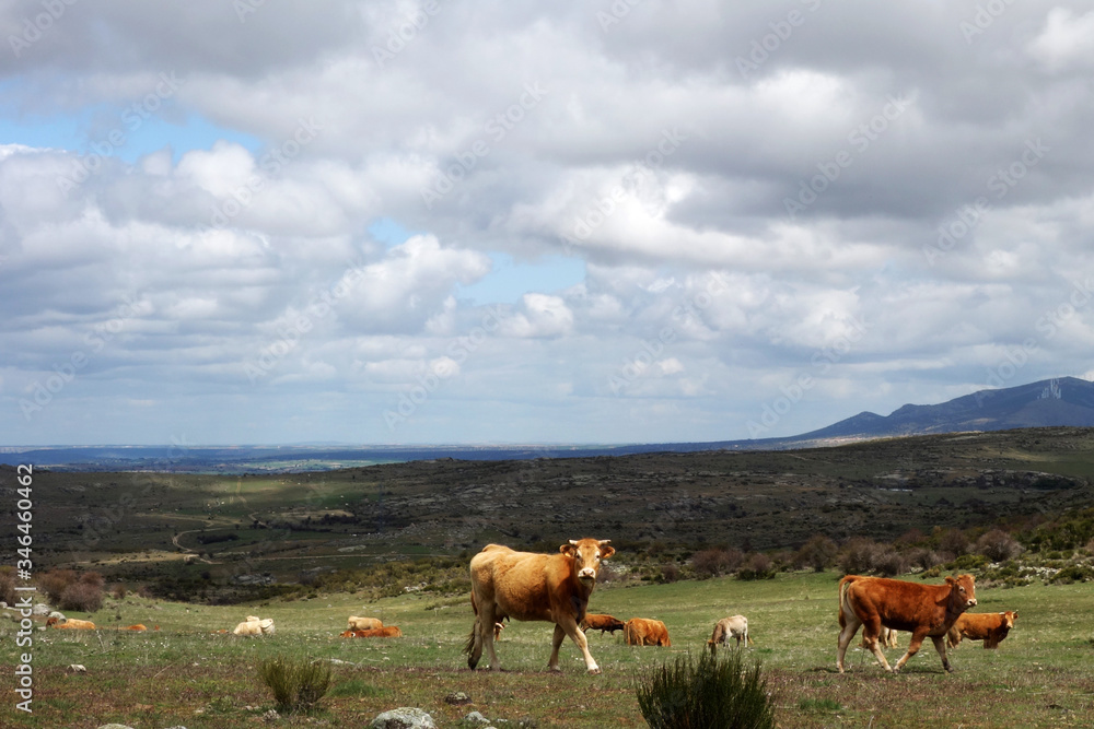 Couple of cows in Spanish mountain landscape in the area between Toledo and Avila in Spain
