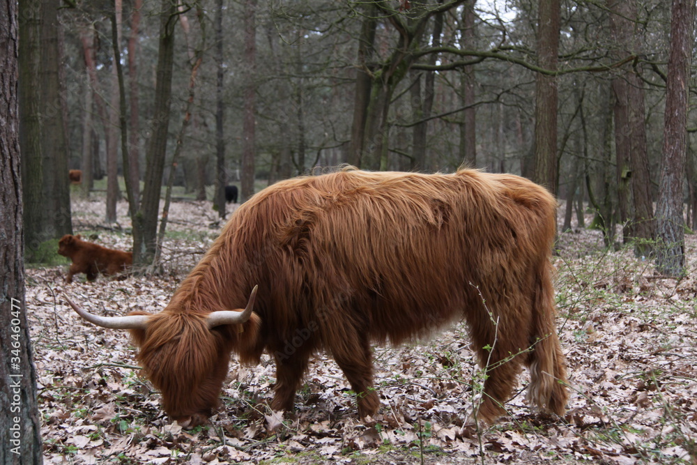 A Scottish highlander in the Staatsbossen of Sint Anthonis. Seen from the side A Scottish highlander in the Staatsbossen of Sint Anthonis. Seen from the side