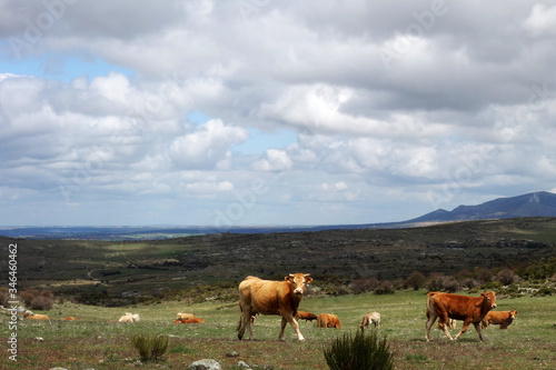 Couple of cows in Spanish mountain landscape in the area between Toledo and Avila in Spain