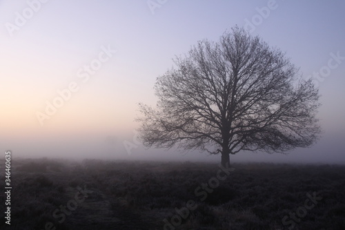A lone tree in the dense fog during sunrise.