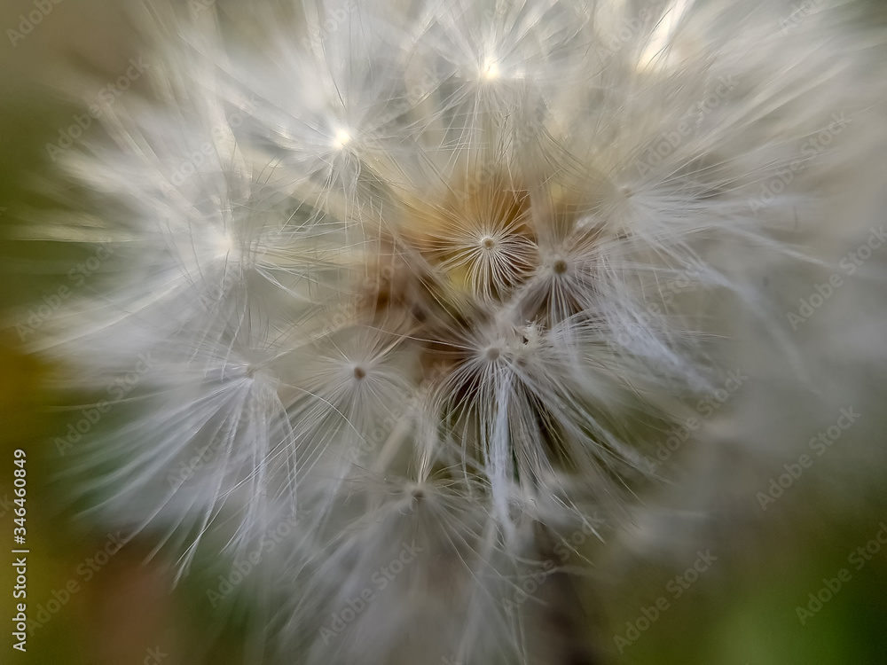 Fototapeta premium Closeup dandelion in Spring Nature scene. Park with dandelions, Green Grass, Trees and flowers. Tranquil Background, sunlight. Beauty in nature.