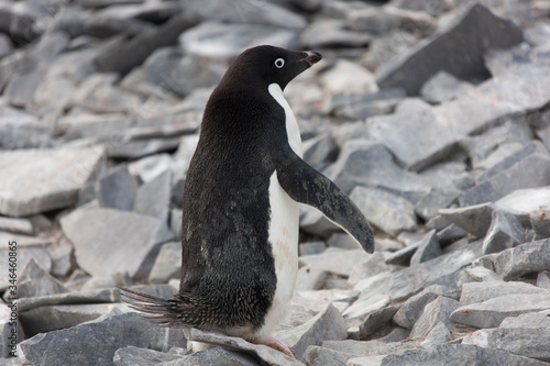 Antarctic. Cape Brownbluff Adelie penguin large plan on a cloudy winter day