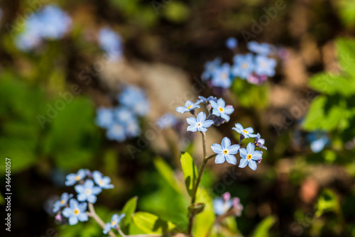 Blue forget-me-nots bloomed in the garden
