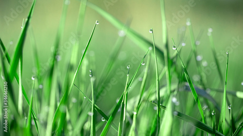 Dew drops on fresh green grass, close-up.