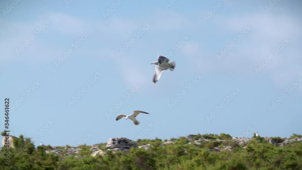 Slow motion shot of a seagull taking off from land on a windy day Slow motion shot of a seagull taking off from land on a windy day