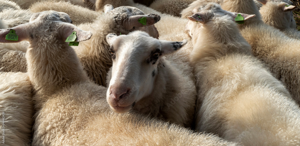 One sheep within a flock facing the camera One sheep within a flock facing the camera