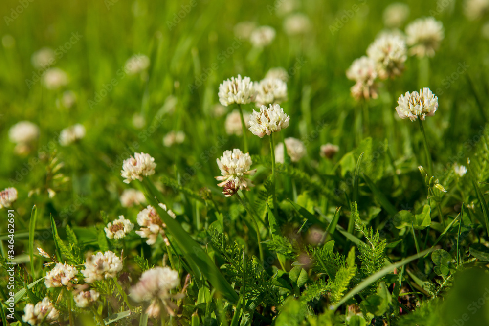 White clower in the meadow
White clower in the meadow