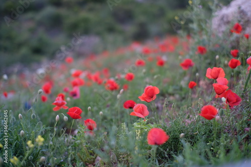 poppy, field, red, flower, nature, summer, poppies, spring, meadow, flowers, green, blossom, grass, bloom, plant, tulip, beauty, landscape, beautiful, garden, flora, tulips, color, sky, rural