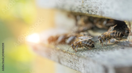 Bees at the entrance to a wooden hive. Macro.