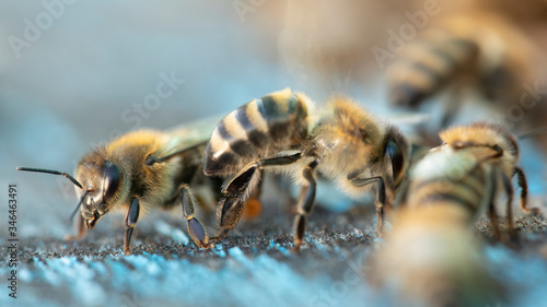 Bees at the entrance to a wooden hive. Macro.