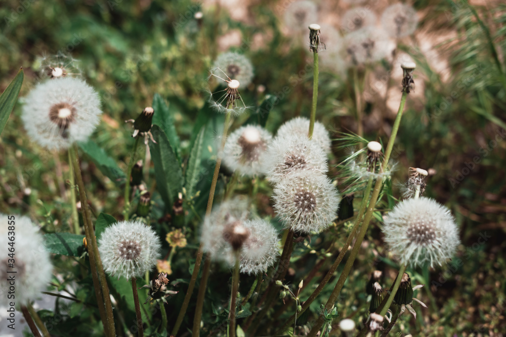 White dandelions. A group of white wildflowers, fluffy dandelion heads, and a bouquet of flowers. Field of dandelions. White dandelions. A group of white wildflowers, fluffy dandelion heads, and a bouquet of flowers. Field of dandelions.