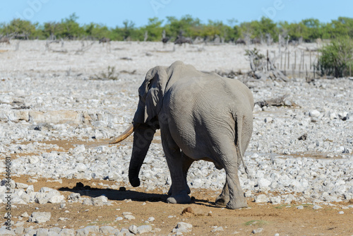 Wild african elephant walking in the savanna