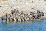 Wild zebras drinking water in waterhole in the African savanna
