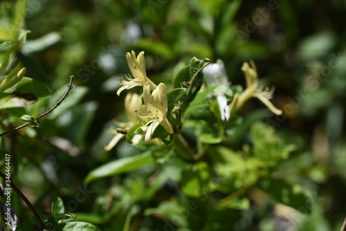 Japanese honeysuckle flowers / Caprifoliaceae evergreen climbing plant.