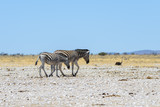 Wild zebras walking in the African savanna