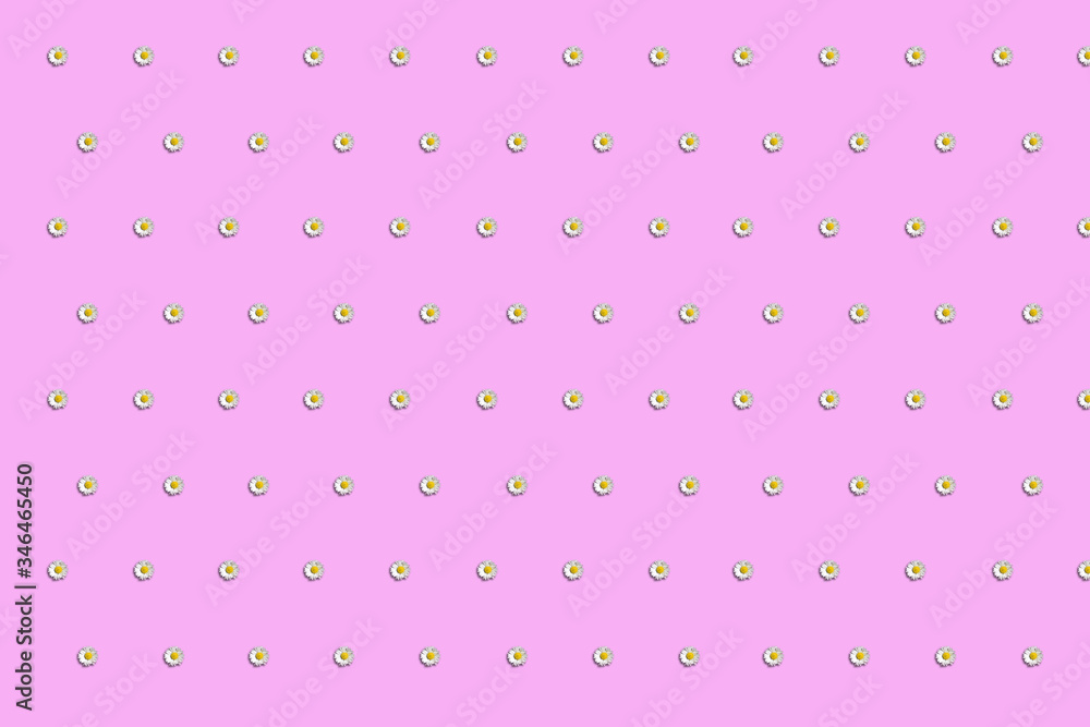 Geschenkpapier, Tapete, mit Gänseblümchen auf rosa Geschenkpapier, Tapete, mit Gänseblümchen auf rosa