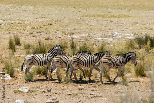 Wild zebras walking in the African savanna