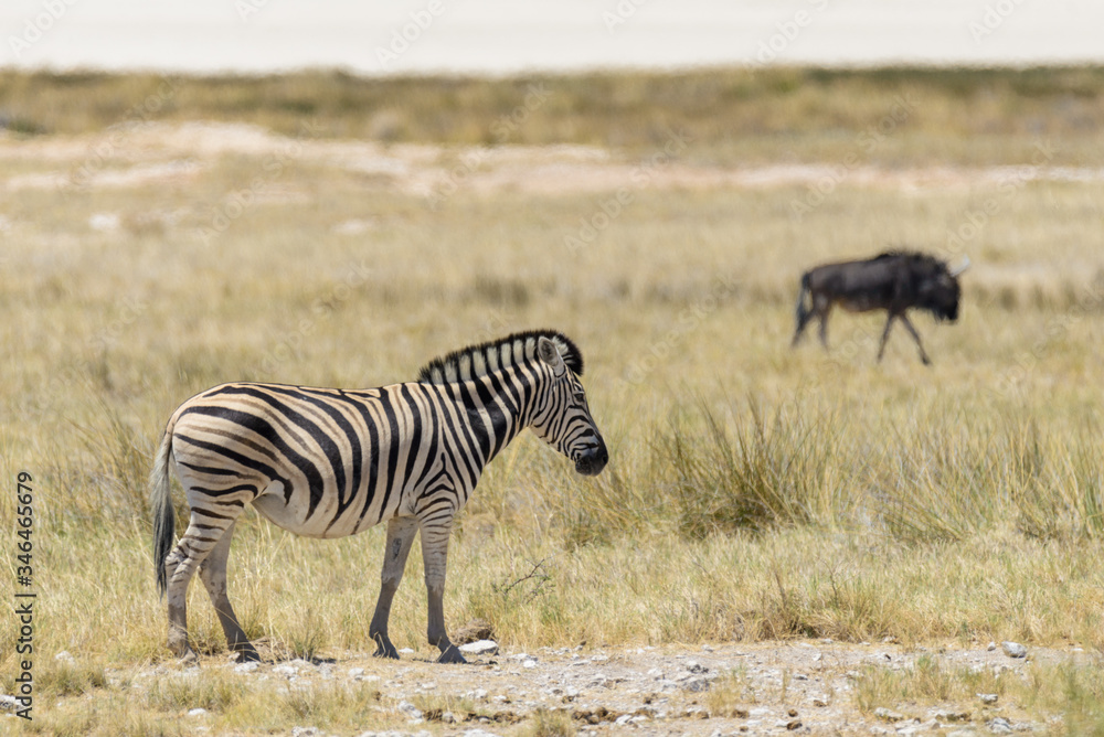 Obraz premium Wild zebras walking in the African savanna with gnu antelopes on background