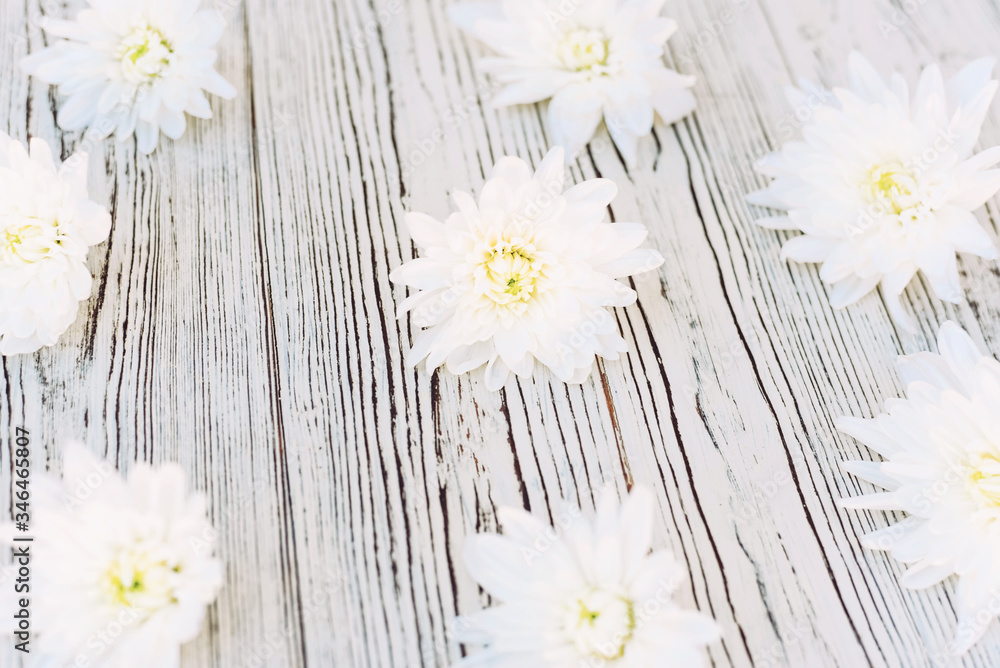 Obraz premium White chrysanthemum flowers on a wooden background.