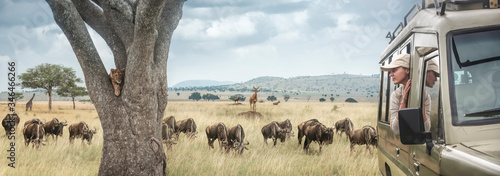 Canvas Print Woman traveller on safari in Africa, travels by car in Tanzania and Kenya, watches life wild tigers, giraffes and antelopes in the savannah