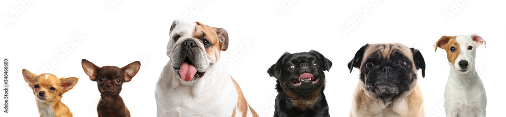 Fototapeta premium Collage with different dogs on white background. Banner design