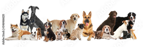 Collage with different dogs on white background. Banner design © New Africa