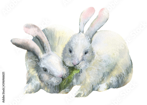 A cute pair of white rabbits. Rabbits eat.Watercolor illustration on a white background.