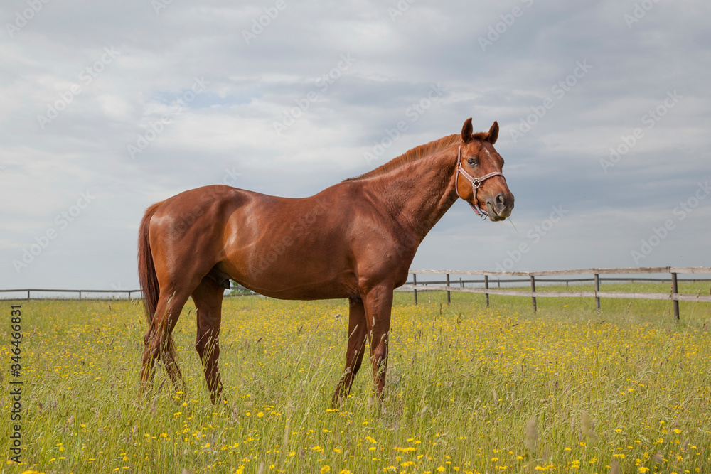 red horse stands on a flowering meadow red horse stands on a flowering meadow