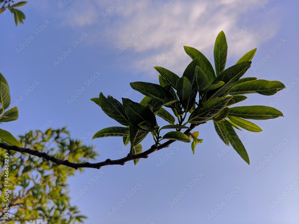 Obraz premium Green leaves on blue sky