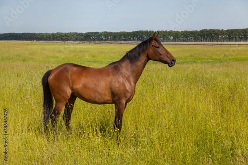 red horse stands on a flowering meadow