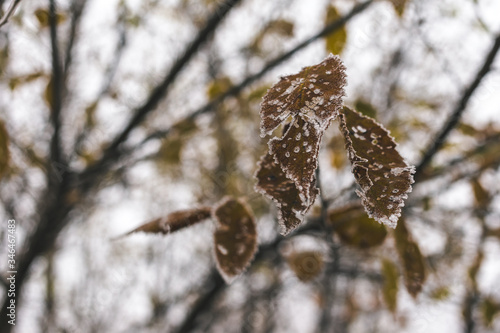 Frost-covered leaves on a branch in a misty autumn morning