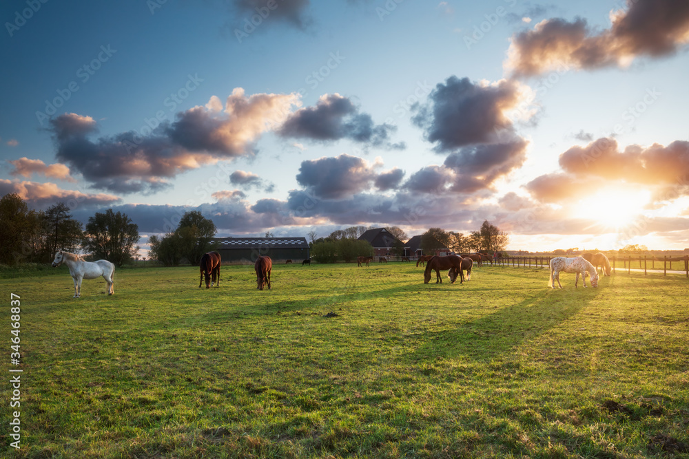 horses on pasture in sunset light - obrazy, fototapety, plakaty 
