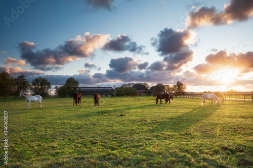 horses on pasture in sunset light
