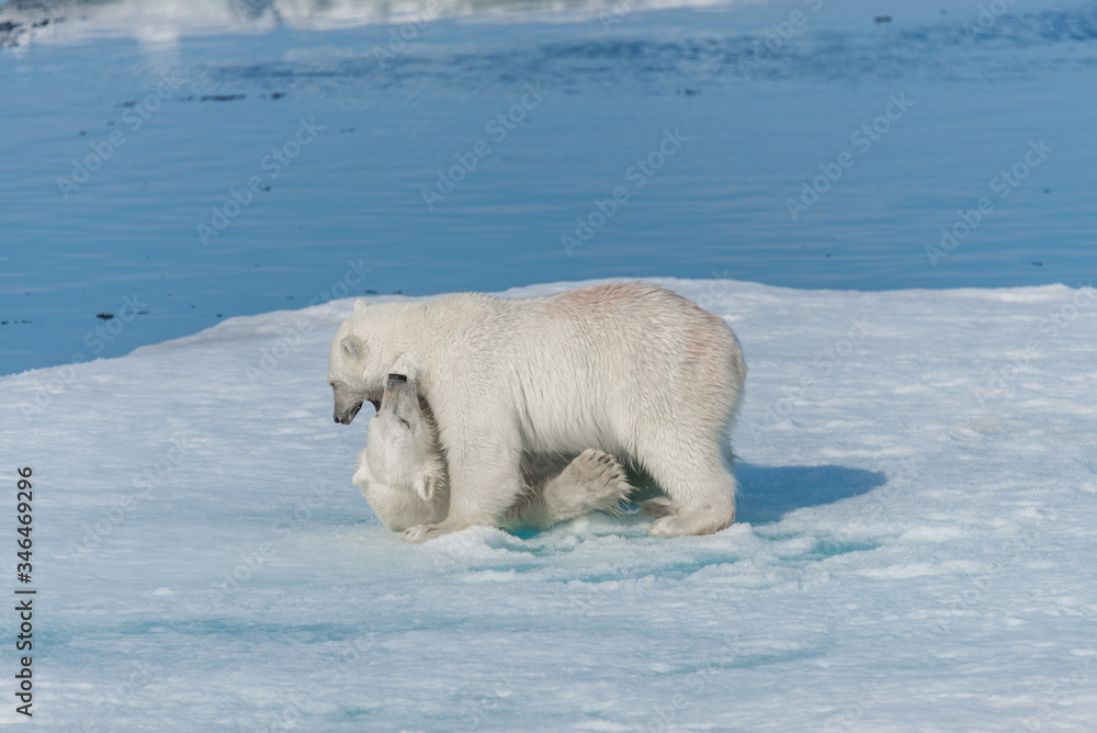 Two young wild polar bear cubs playing on pack ice in Arctic sea, north of Svalbard Two young wild polar bear cubs playing on pack ice in Arctic sea, north of Svalbard