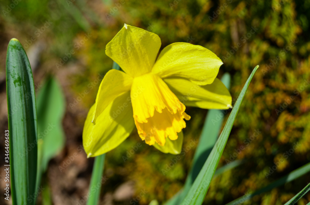 Fototapeta premium Photo of a yellow daffodil flower photo in spring garden