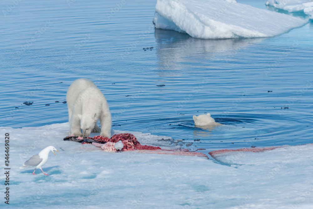 Obraz premium Two young wild polar bear cubs playing on pack ice in Arctic sea, north of Svalbard