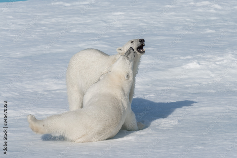 Two young wild polar bear cubs playing on pack ice in Arctic sea, north of Svalbard Two young wild polar bear cubs playing on pack ice in Arctic sea, north of Svalbard