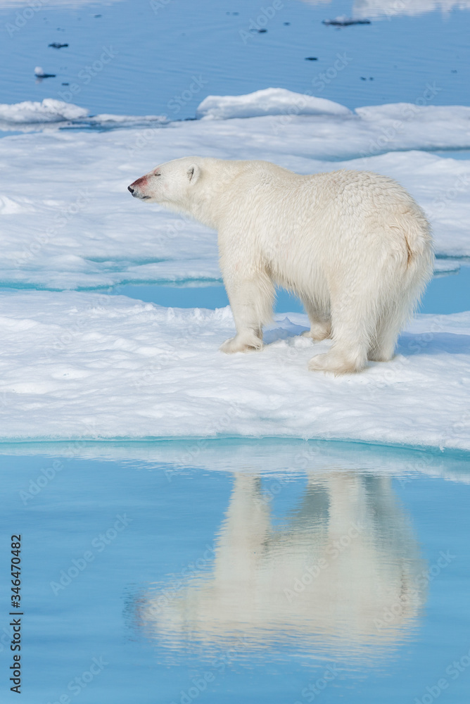 Wild polar bear (Ursus maritimus) going on the pack ice north of Spitsbergen Island, Svalbard Wild polar bear (Ursus maritimus) going on the pack ice north of Spitsbergen Island, Svalbard