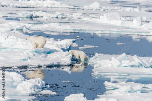 Two young wild polar bear cubs jumping across ice floes on pack ice in Arctic sea, north of Svalbard