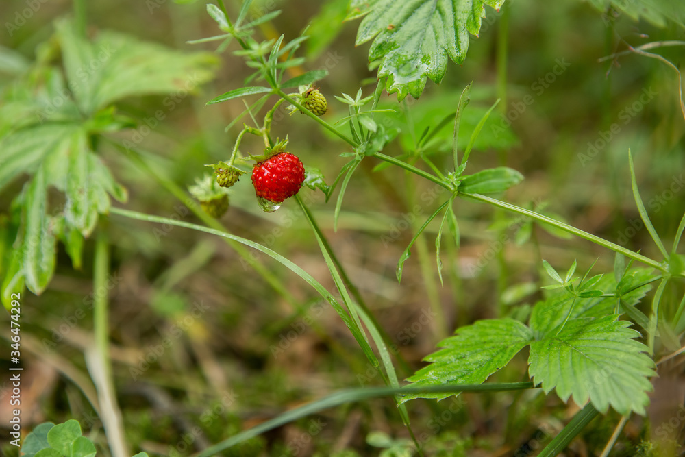 Wild strawberry in the forest Wild strawberry in the forest