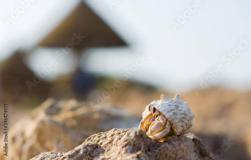 hermit crab on a stone against a beach umbrella