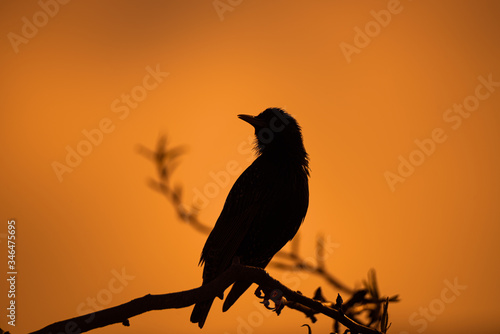 Bird in the sunset .
