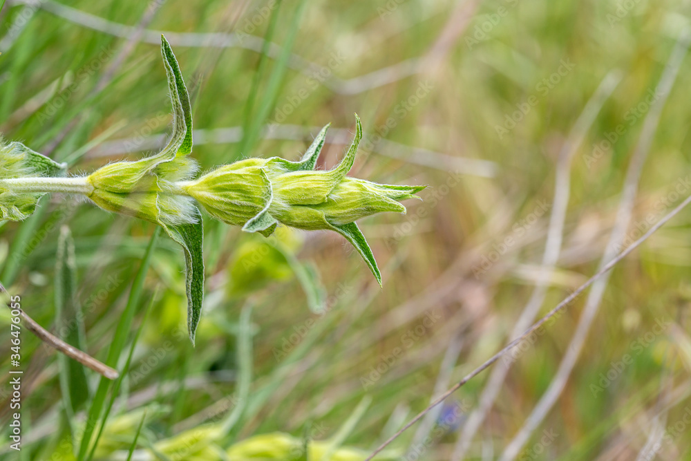 green and abstract natural background of plants in the field green and abstract natural background of plants in the field