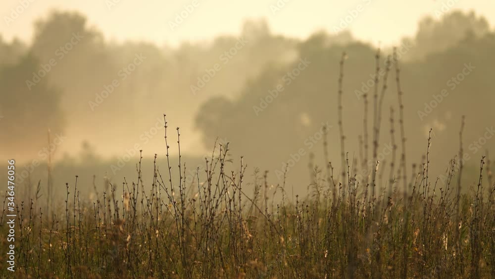 Trees and grass nature background in the morning, birds singing, 4k Trees and grass nature background in the morning, birds singing, 4k
