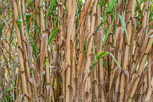 front view of cane dry, as a background. Dry cane texture. Reed fence