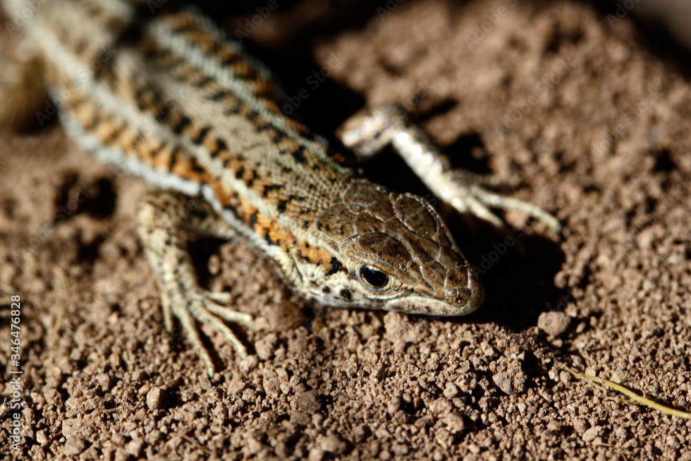 cute lizard in nature close-up cute lizard in nature close-up