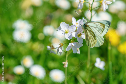 Fototapeta Naklejka Na Ścianę i Meble -  A white butterfly sits on a flower on a flower meadow in summer
